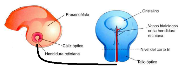 Día 32. Cálices ópticos