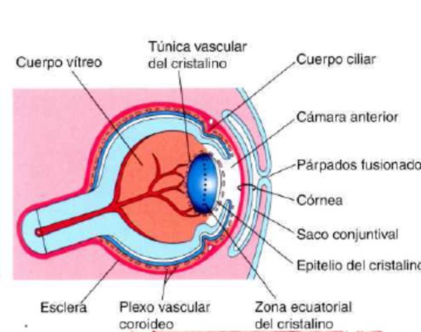 Cuerpo vitreo semana 20