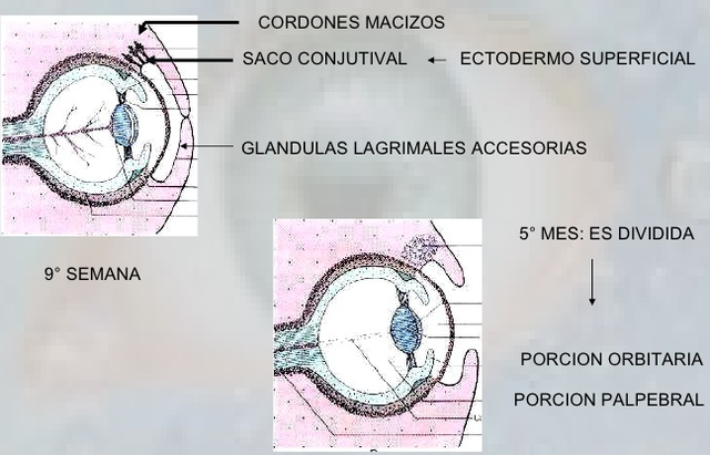 Glándulas lagrimales (Inicia en la 5ta semana y finaliza después de 6 semanas de nacimiento)