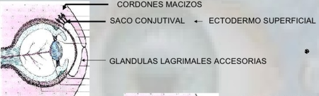 Semana 6 - Glándulas lagrimales