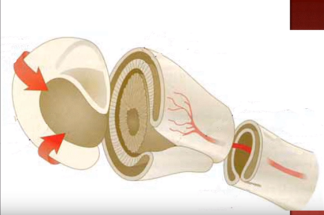 Al culminar la 6° semana.