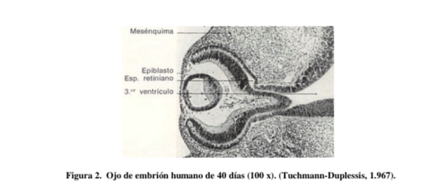despues de la tercera semana