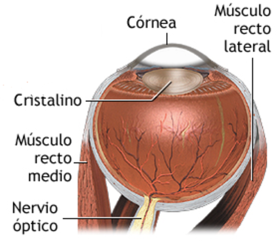 semana 8 - estructuras externas del ojo