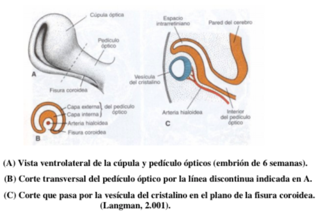 durante la quinta semana