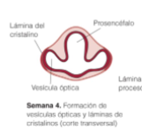 durante y despues de la cuarta semana
