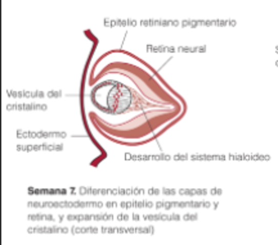Durante la septima semana