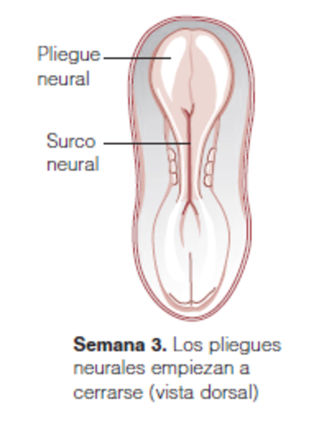 Vesícula óptica. Semana 3