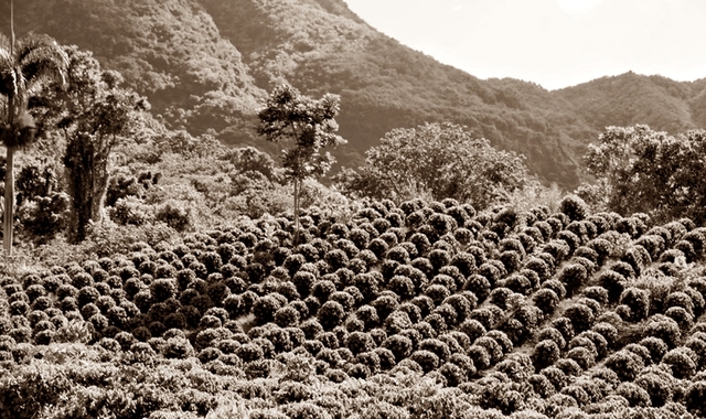 AMPLIACIÓN DE CAFETEROS