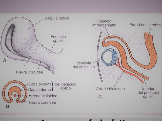 Vesícula  del cristalino  semana 8