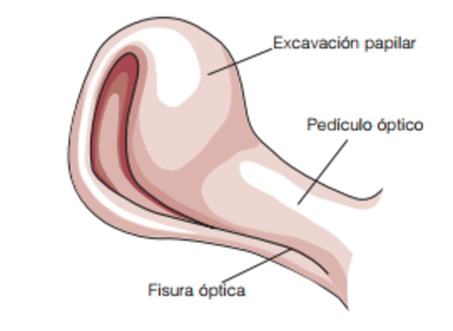 Cúpula Optica