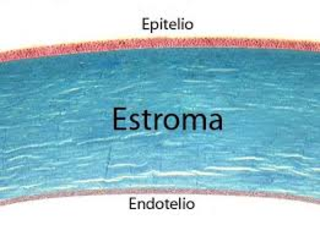EPITELIO Y ENDOTELIO CORNEAL.