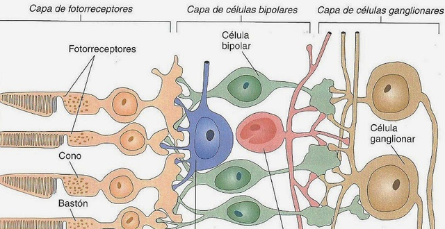 CÉLULAS GANGLIONARES DE LA RETINA.