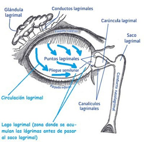 Aparato lagrimal semana 6