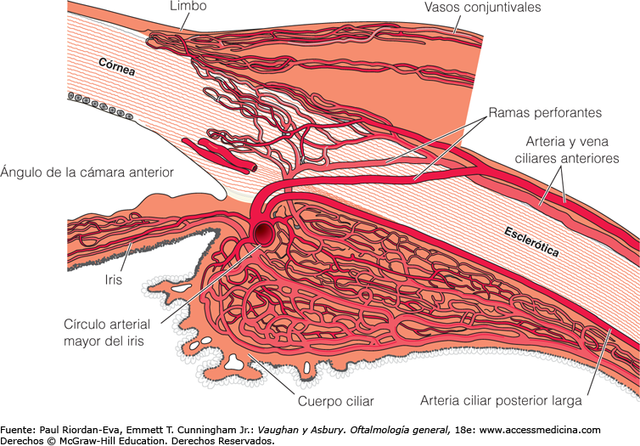 VASCULATURA: ARTERIAS CILIARES.