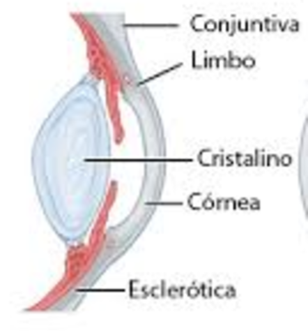 ESCLERÓTICA Y MÚSCULOS EXTRAOCULARES.