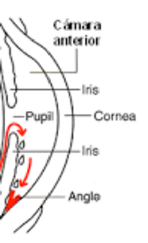 CÁMARA ANTERIOR DEL OJO.