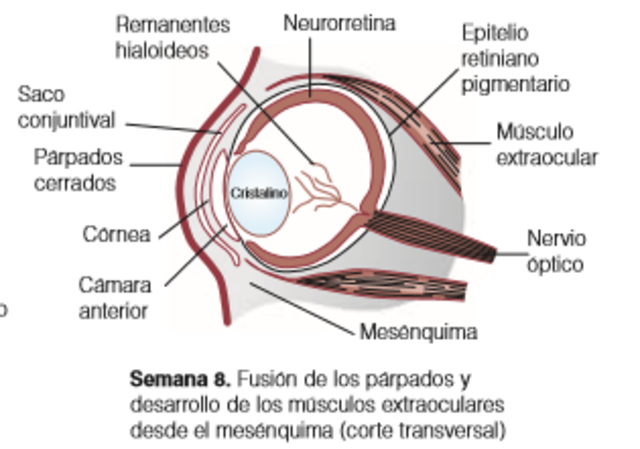 FUSIÓN DE LAS GEMAS PALPEBRALES.