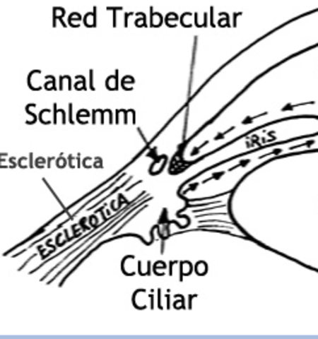 CONDUCTO DE SCHLEMM.