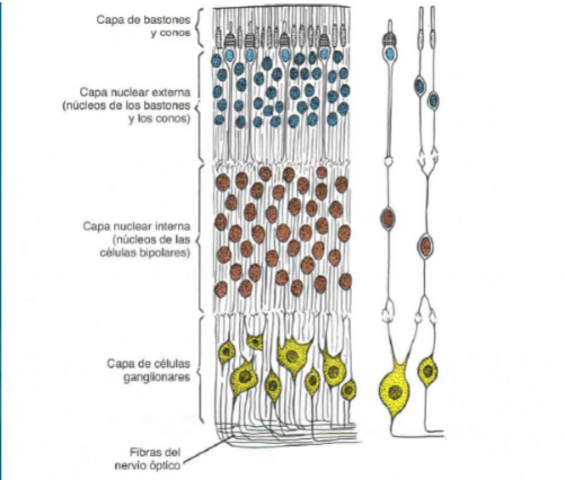 Capas de la porción óptica de la retina