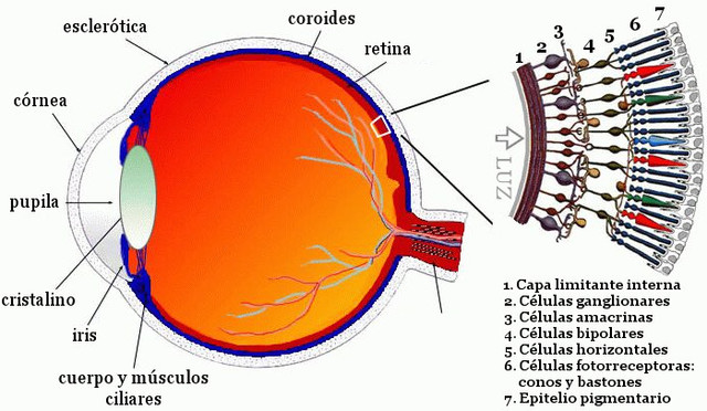 Retina, conos y bastoncillos. semana 25