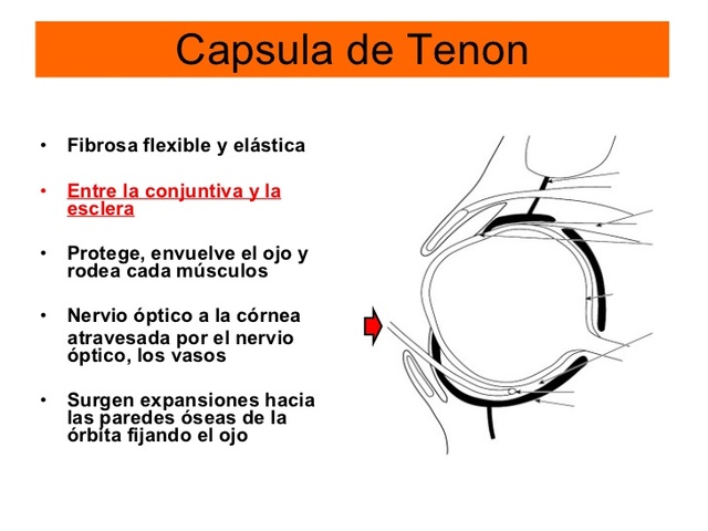 CÁPSULA DE TENON.