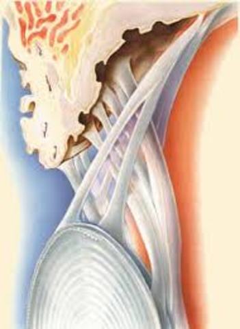 HAZ MARGINAL DE DRUALT Y LIGAMENTO SUSPENSORIO DEL CRISTALINO.