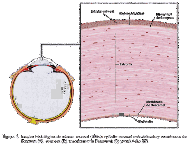 CAPA DE BOWMAN Y UNIÓN ESCLEROCORNEAL.