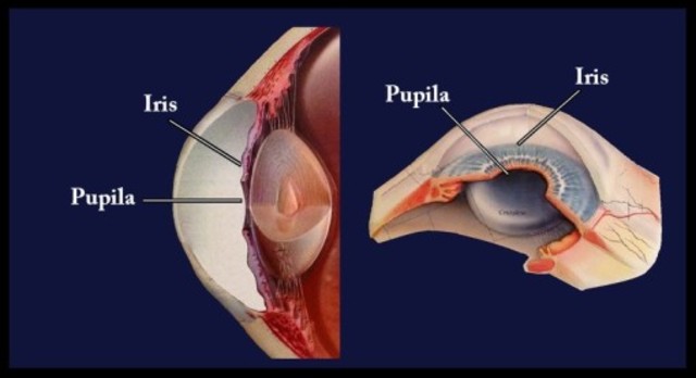 ESFÍNTER MUSCULAR DE LA PUPILA.
