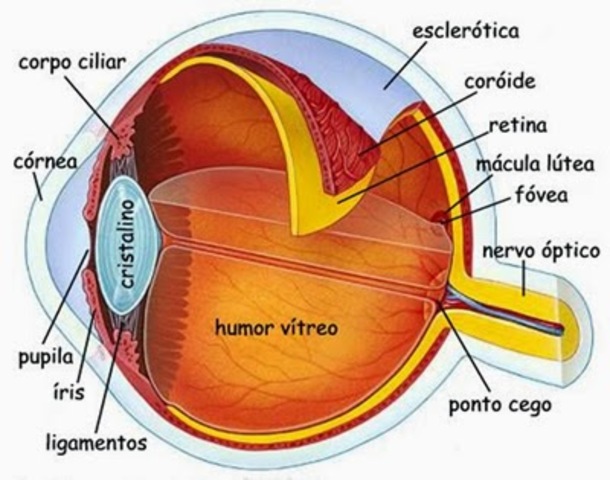 Coroides, Esclerótica y Cornea