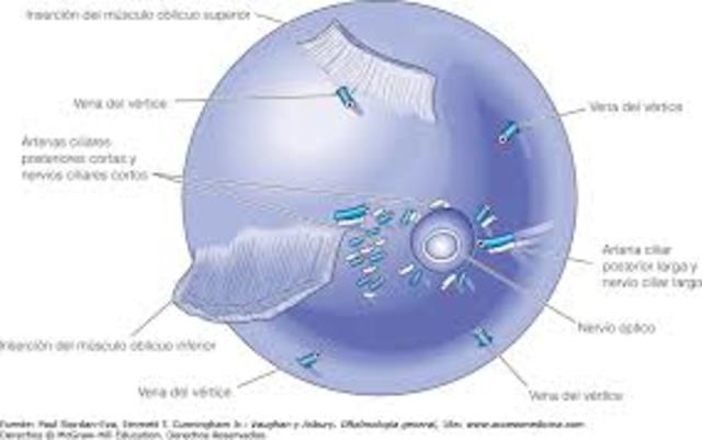 PRIMORDIOS EN LA REGIÓN DEL DISCO ÓPTICO Y RAMAS DE LA VENA RETINIANA CENTRAL.