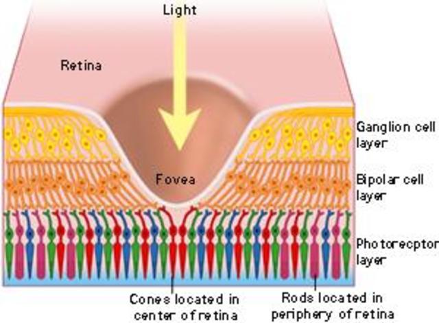 DESARROLLO DE LA DEPRESIÓN MACULAR.