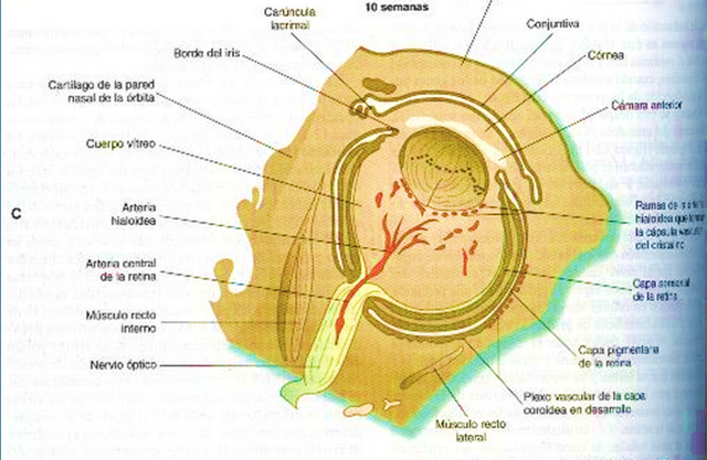 Capas mesenquimatosas que recubren la cara anterior del ojo