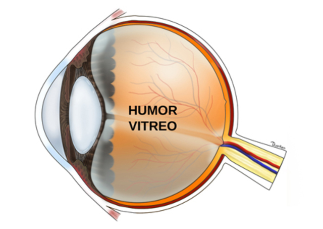 Cuerpo Vítreo