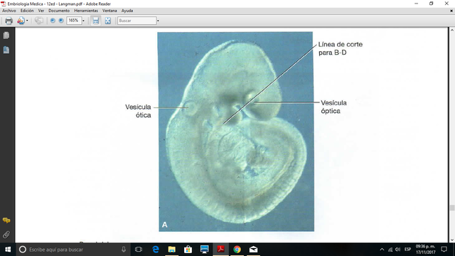 Aparición de los ojos en el embrión.