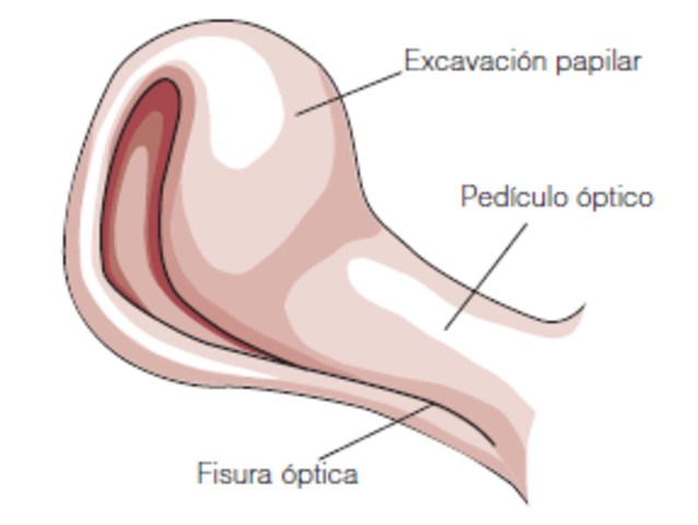 Semana 6 "Cierre de la fisura óptica"