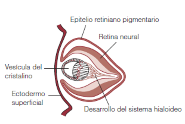 Semana 7 "Diferenciación"