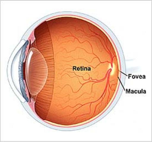 Retina