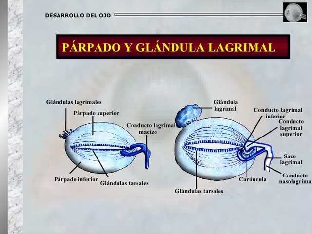 PÁRPADOS Y GLÁNDULAS LACRIMALES.