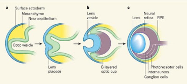 surcos a los lados del prosencefalo