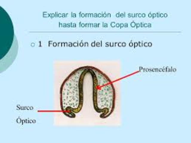 surco óptico