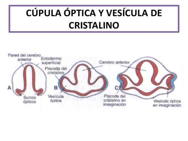 cúpula óptica, cristalino, hendidura embrionaria.