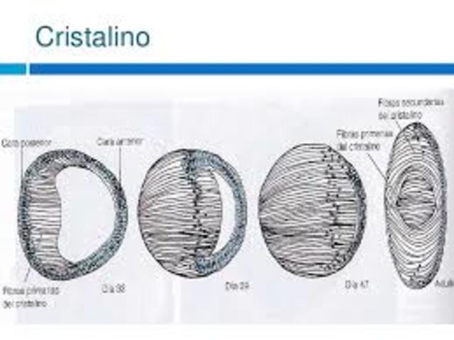 fibras primarias del cristalino alcanzan la pared de la vesícula del cristalino.