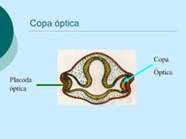 3° semana formación del surco óptico