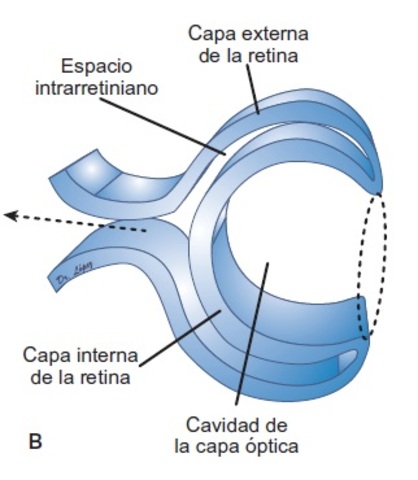 Desarrollo de la retina