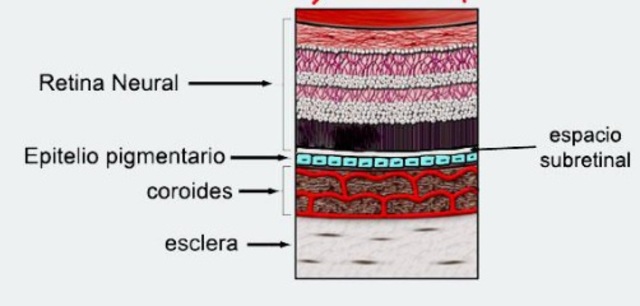 De capa interna a retina neural