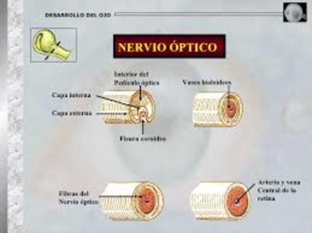 8° Semana  formación del nervio óptico.