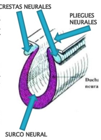 2ª semana de gestación.