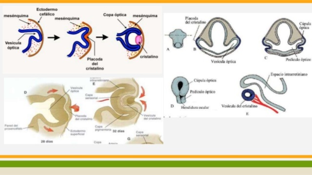 3ª y 10ª semana de gestación.