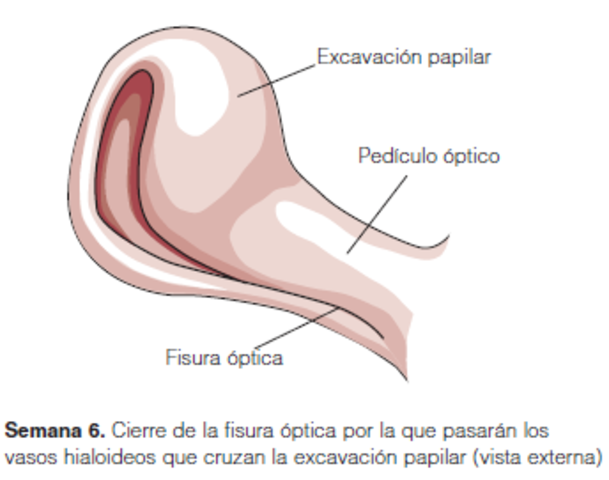 Cierre de la fisura óptica. Semana 6