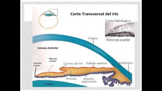 10° semana formación del iris, y aparición de la esclerótica y córnea.